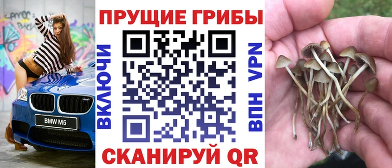 дарк нет наркотические препараты  Киреевск  Псилоцибиновые грибы Cubensis  купить закладку 